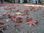 鹿島神宮　落葉　Kashima-jinguu   Fallen leaves